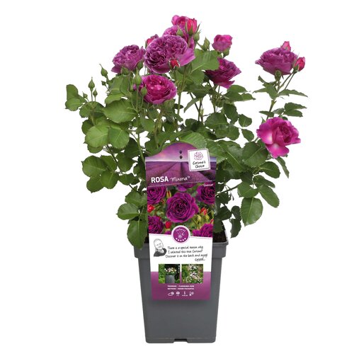 Rosa 'Minerva', 5,0L struik