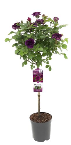 Rosa 'Minerva' - op stam H60cm