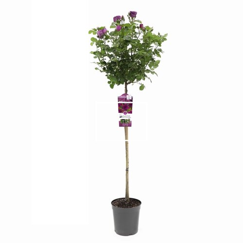 Rosa 'Minerva' - op stam H90cm