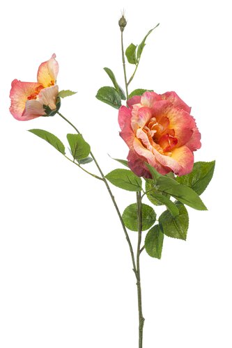 Rose liza spray x3 peach 80cm