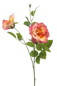 Rose liza spray x3 peach 80cm
