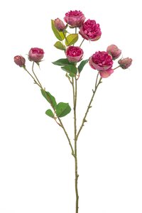 Rose mini spray beauty 65cm - afbeelding 2
