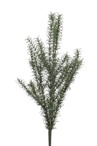 Rosemary Bos UV Tak Zijde - 60cm