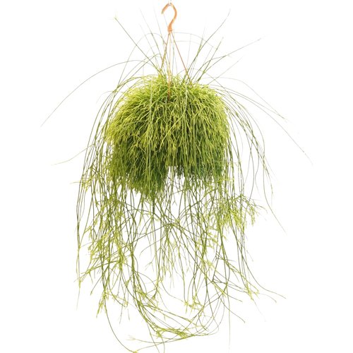 Rotskoraal (Rhipsalis Cassutha), in 21cm-hangpot