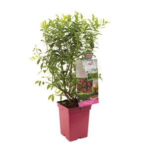 Roze bessenstruik (Vaccinium corymbosum Pink Lemonade), in pot - afbeelding 1