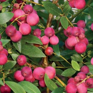 Roze bessenstruik (Vaccinium corymbosum Pink Lemonade), in pot - afbeelding 2