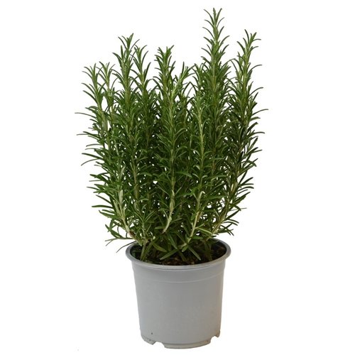 Rozemarijn, in 14cm-pot