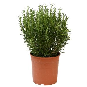 Rozemarijn, in 18cm-pot - afbeelding 1