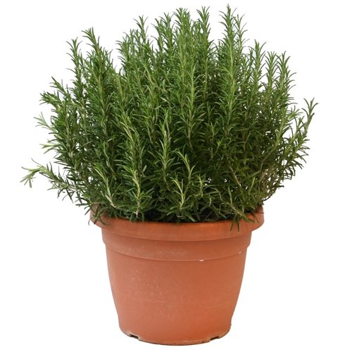 Rozemarijn, in 30cm-pot - afbeelding 2