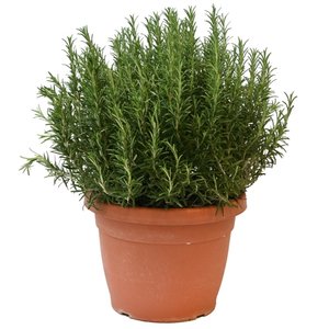Rozemarijn, in 30cm-pot - afbeelding 2