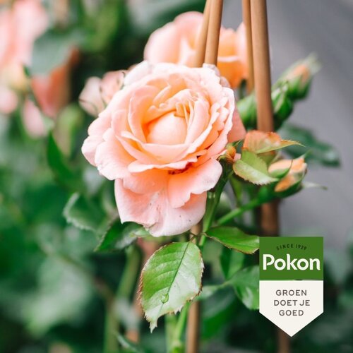 Rozenmest 1kg - afbeelding 3