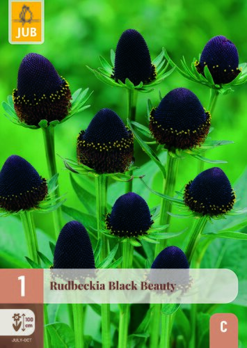 Rudbeckia black beauty 1st