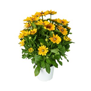 Rudbeckia 'Little Gold Star', in 21cm-pot