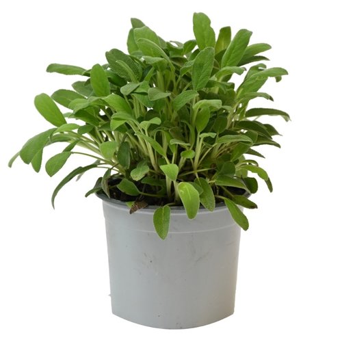 Salie, in 14cm-pot - afbeelding 1