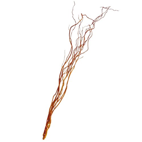 Salix paastakken