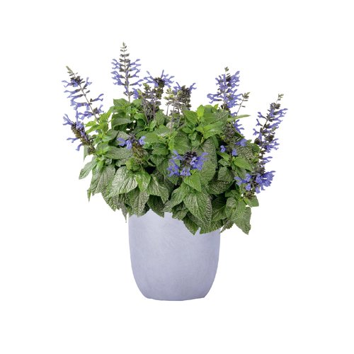 Salvia Black & Blue, in 17cm-pot