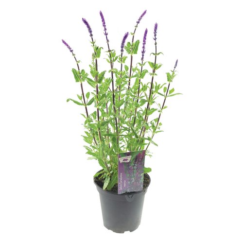 Salvia Caradonna, in 17cm-pot