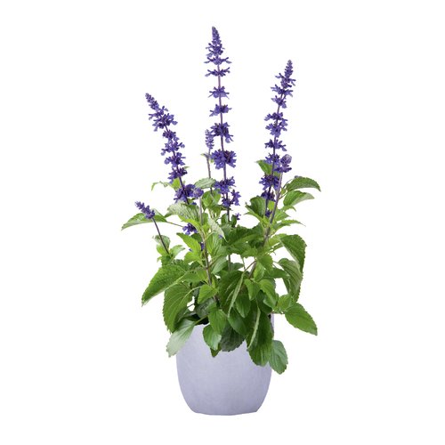 Salvia Mystic Spires, in 17cm-pot