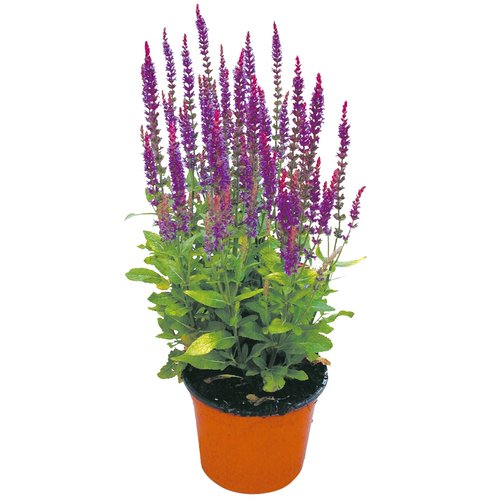 Salvia Nemerosa 'Ostfriesland', in 17cm-pot