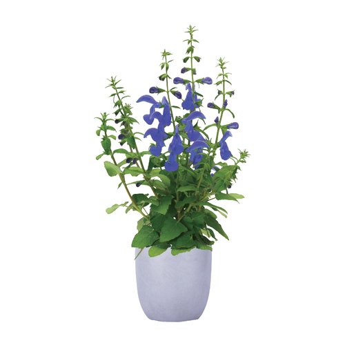 Salvia patens Patio Dark Blue, in 17cm-pot