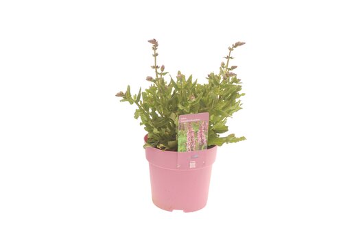 Salvia Sensation Deep Rose