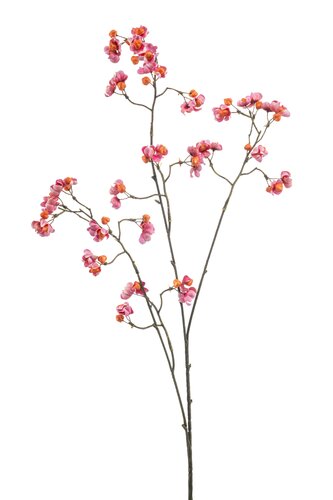 Sanguisorba Tak Zijde - 90cm Oranje