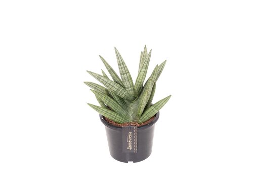 Sansevieria Inti, in 15cm-pot