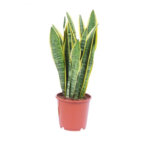 Sansevieria Laurentii, in 14cm-pot