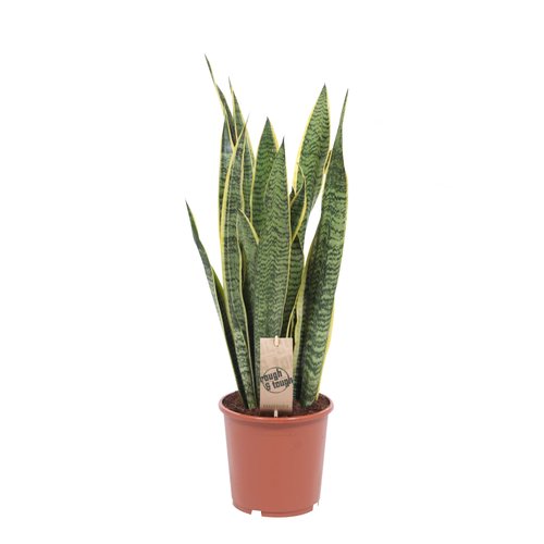 Sansevieria Laurentii, in 17cm-pot