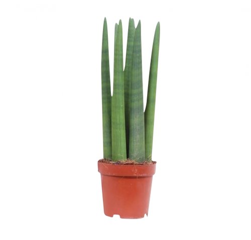 Sansevieria Straight, in 14cm-pot