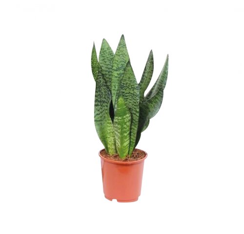 Sansevieria Zeylanica, in 14cm-pot