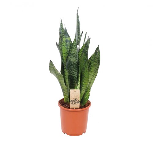 Sansevieria Zeylanica, in 17cm-pot