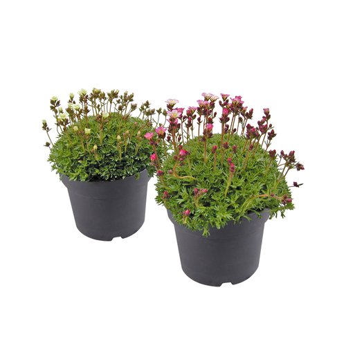 Saxifraga