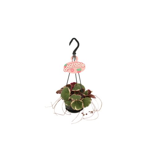 Saxifraga Stol Tricolor, in 10.5cm-hangpot