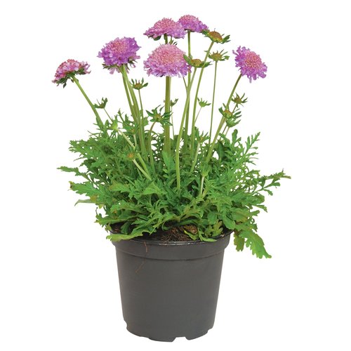 Scabiosa Butterfly, in 13cm-pot