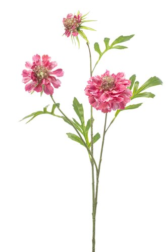 Scabiosa spray x3 pink 62cm