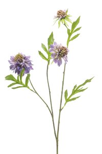 Scabiosa spray x3 purple 62cm