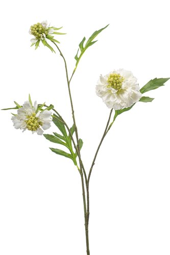 Scabiosa spray x3 white 62cm