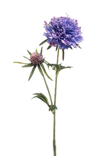 Scabiosa Tak Zijde - 57cm Blauw
