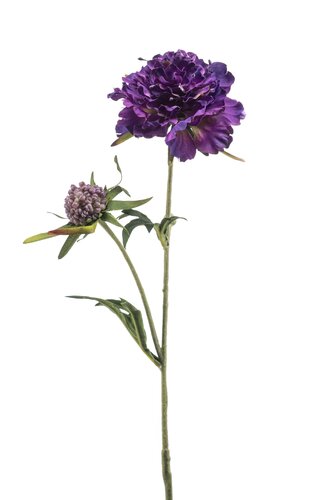 Scabiosa Tak Zijde - 57cm Paars