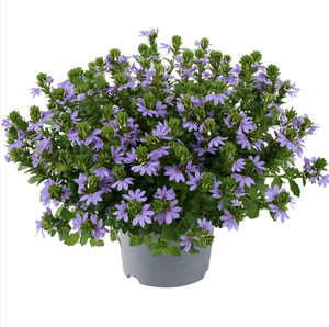 Scaevola, in 13cm pot