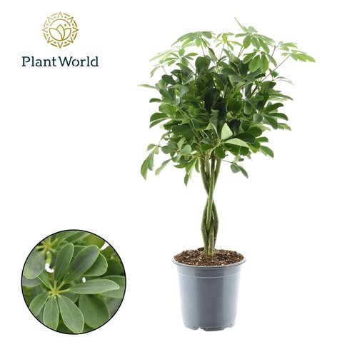 Schefflera Compacta, 21cm-pot