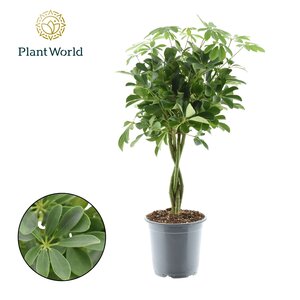 Schefflera Compacta, 21cm-pot