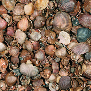 Schelpen 3-20 mm 20kg