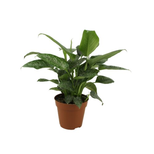 Schismatoglottis Scortechinii, in 12cm-pot
