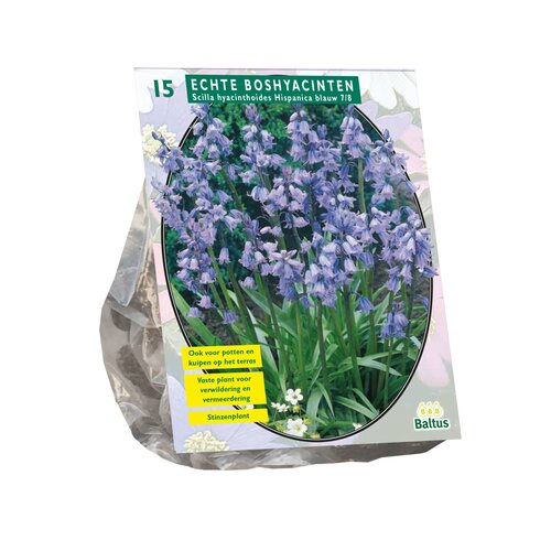 Scilla Hispanica, Blauw per 15 - afbeelding 1