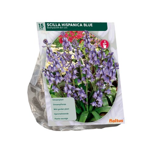 Scilla Hispanica, Blauw per 15 - afbeelding 2