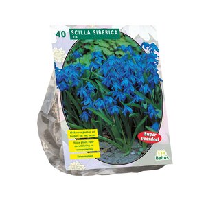 Scilla Siberica per 40 - afbeelding 1