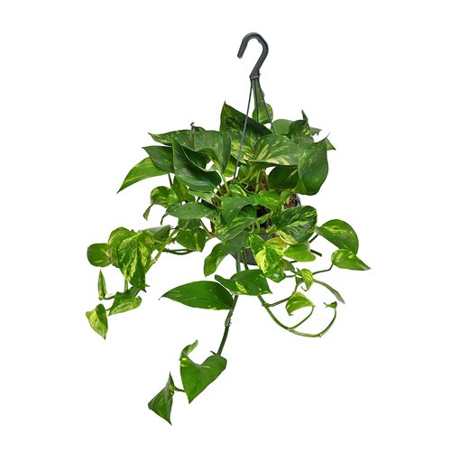 Scindapsus Epipremnum Pinnatum, in 15cm-hangpot