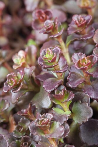 Sedum Spurium 'Deep pink', in 13cm-pot - afbeelding 3